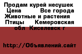 Продам курей несушек › Цена ­ 350 - Все города Животные и растения » Птицы   . Кемеровская обл.,Киселевск г.